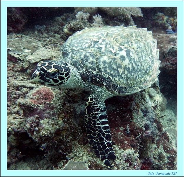 2011 - 08 - Borneo - Mantabuan 30